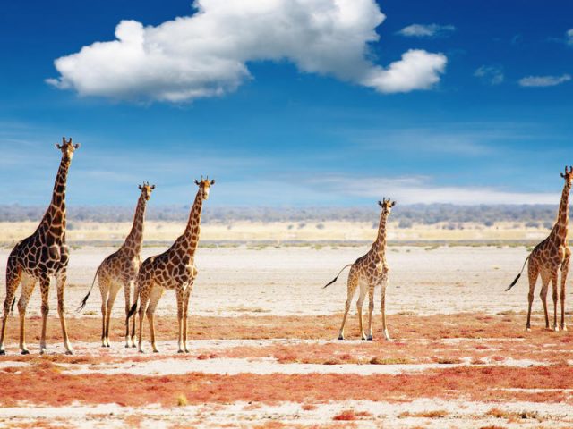 Etosha National Park oase van Namibië