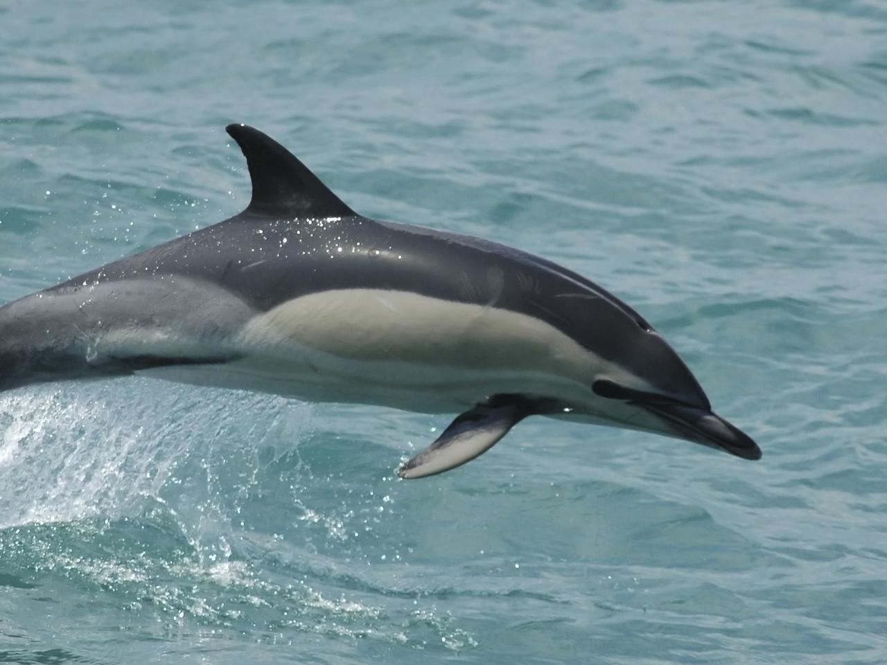 Rondreis langs Tuinroute Zuid-Afrika dolfijnen in de baai