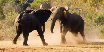 Zimbabwe Safari Deluxe – 9 dagen