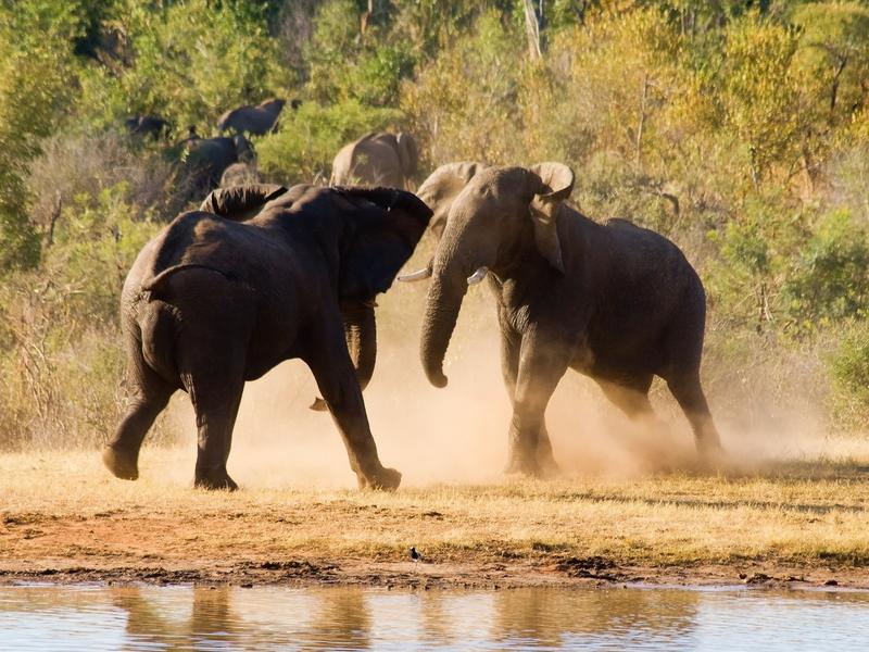 kuddes olifanten in Hwange National Park