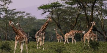De Big Five van de Nationale Parken in Kenia