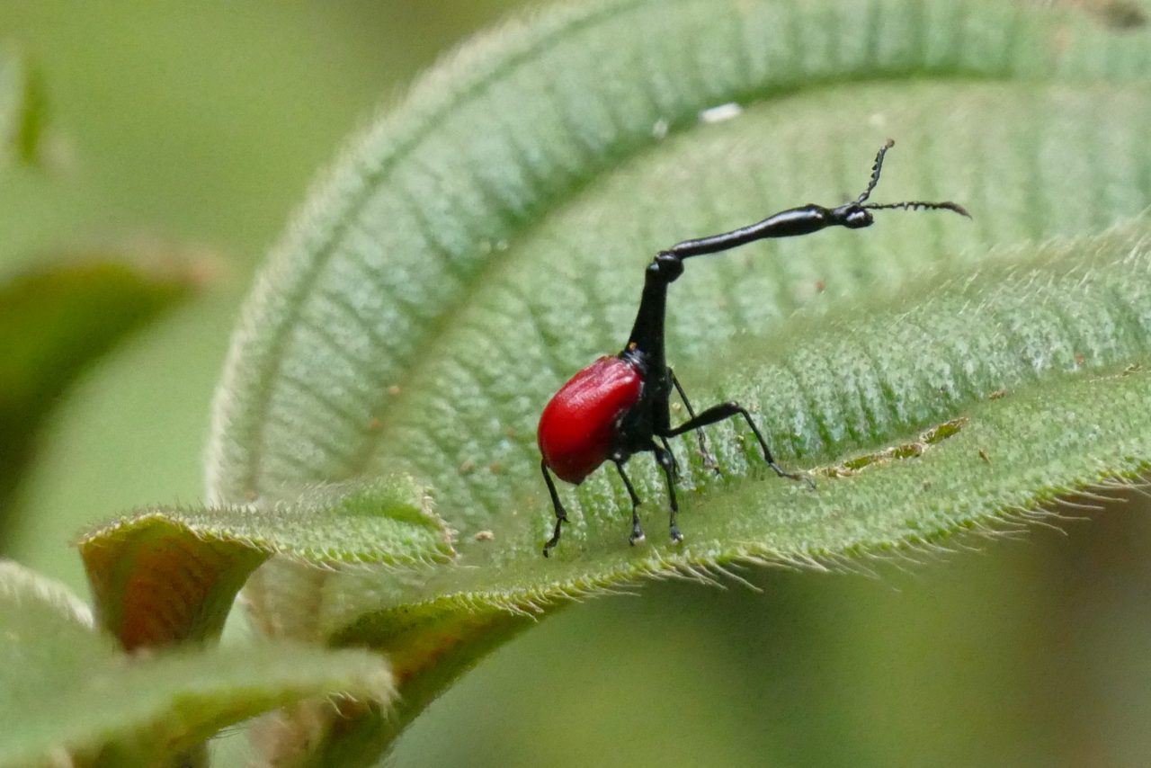 Unieke dieren op Madagascar