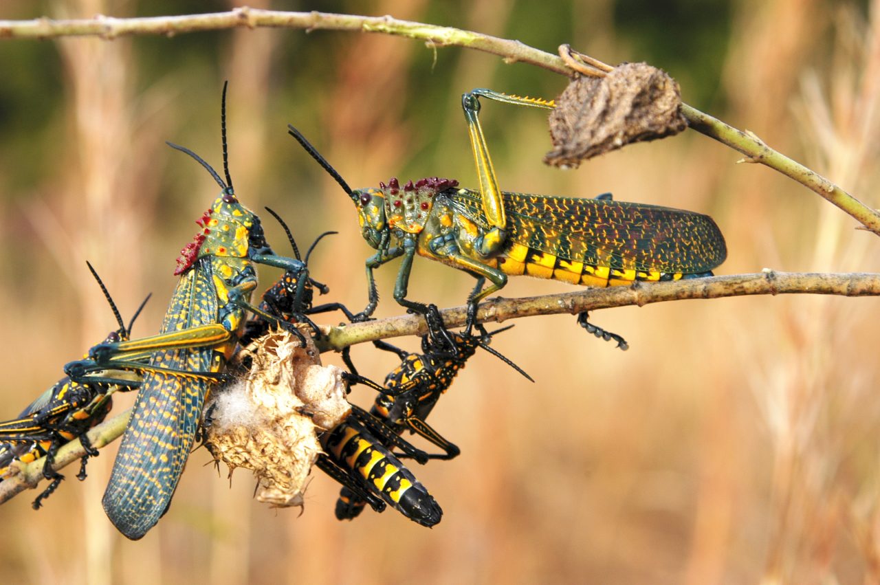 Insecten van Madagascar