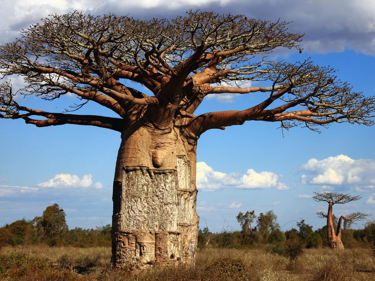Baobabbomen zijn eigenlijk vetplanten
