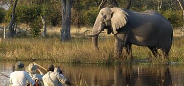 Vic Falls, Chobe, Khwai en Okavango Delta