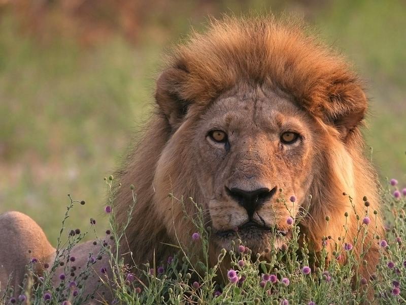 Moremi_Game Reserve heeft een zeer gezonde leeuwenpopulatie