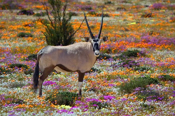 Namakwa bloemen tapijt voorjaar Zuid-Afrika