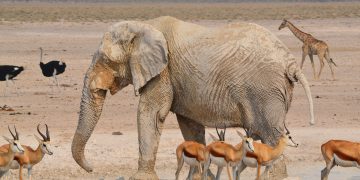 Etosha National Park