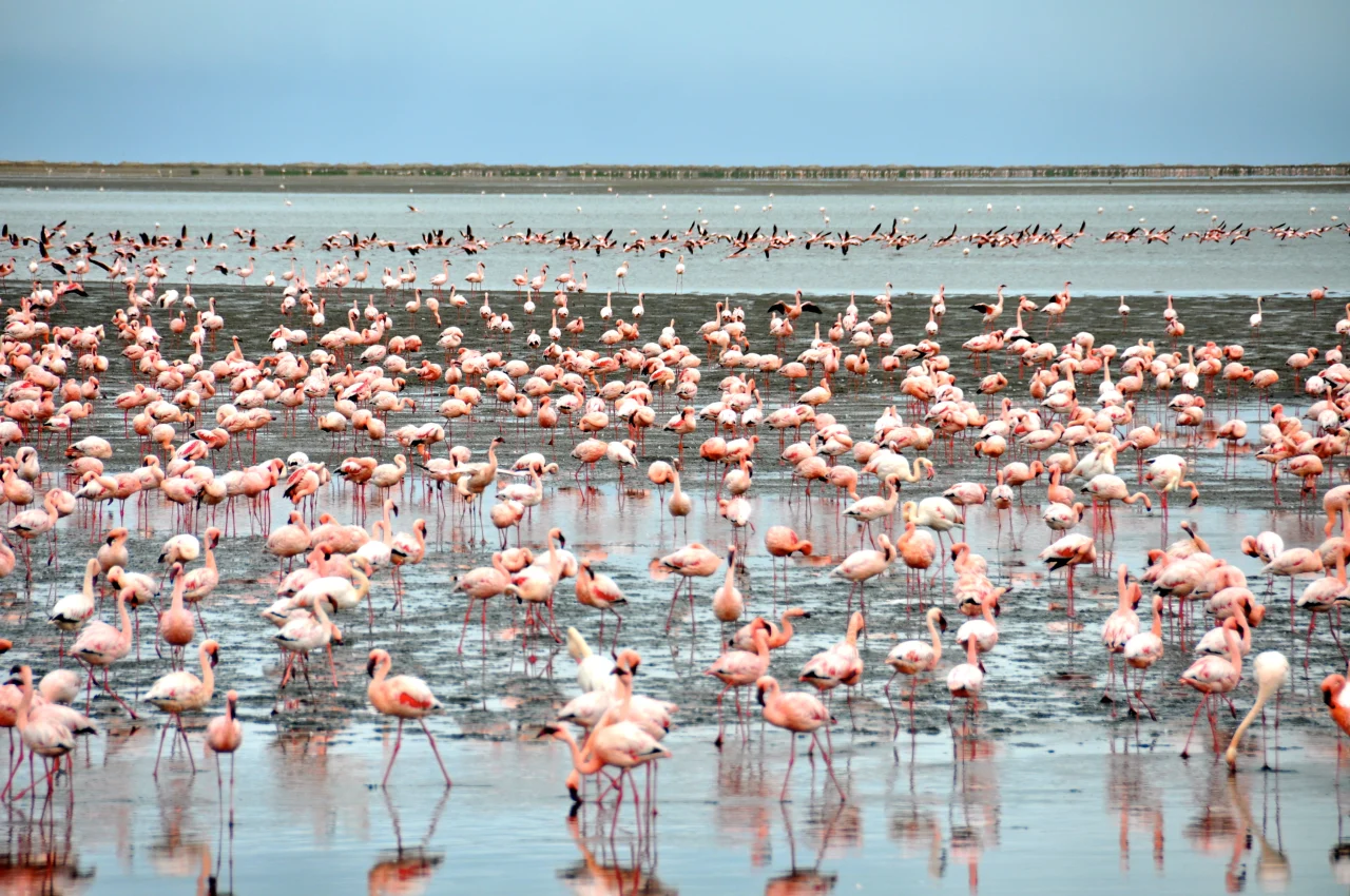Flamingos bij Walvisbaai