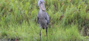 Ontdek Oeganda met Kidepo en ontmoeting Karamajongs