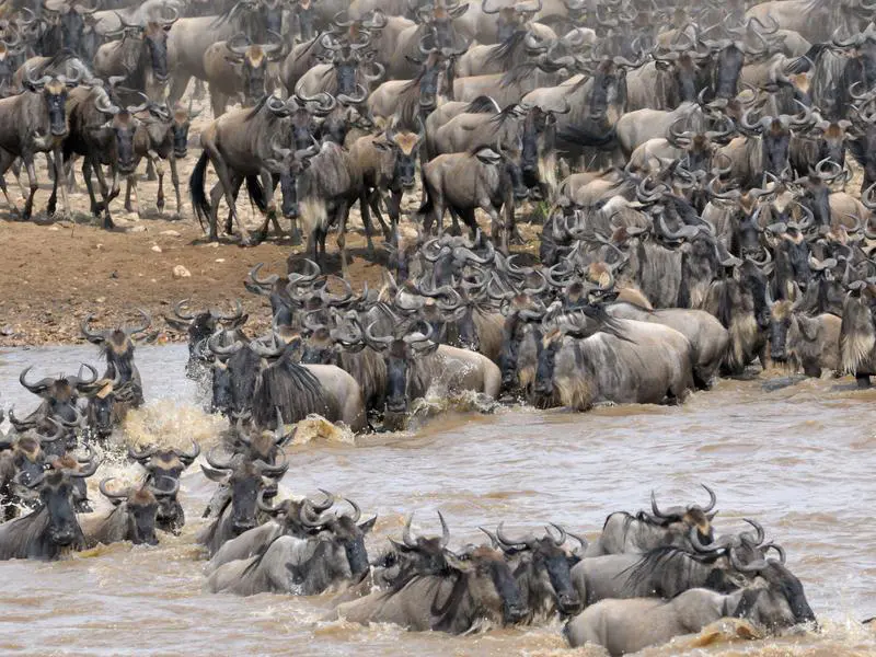 Tanzania Serengeti
