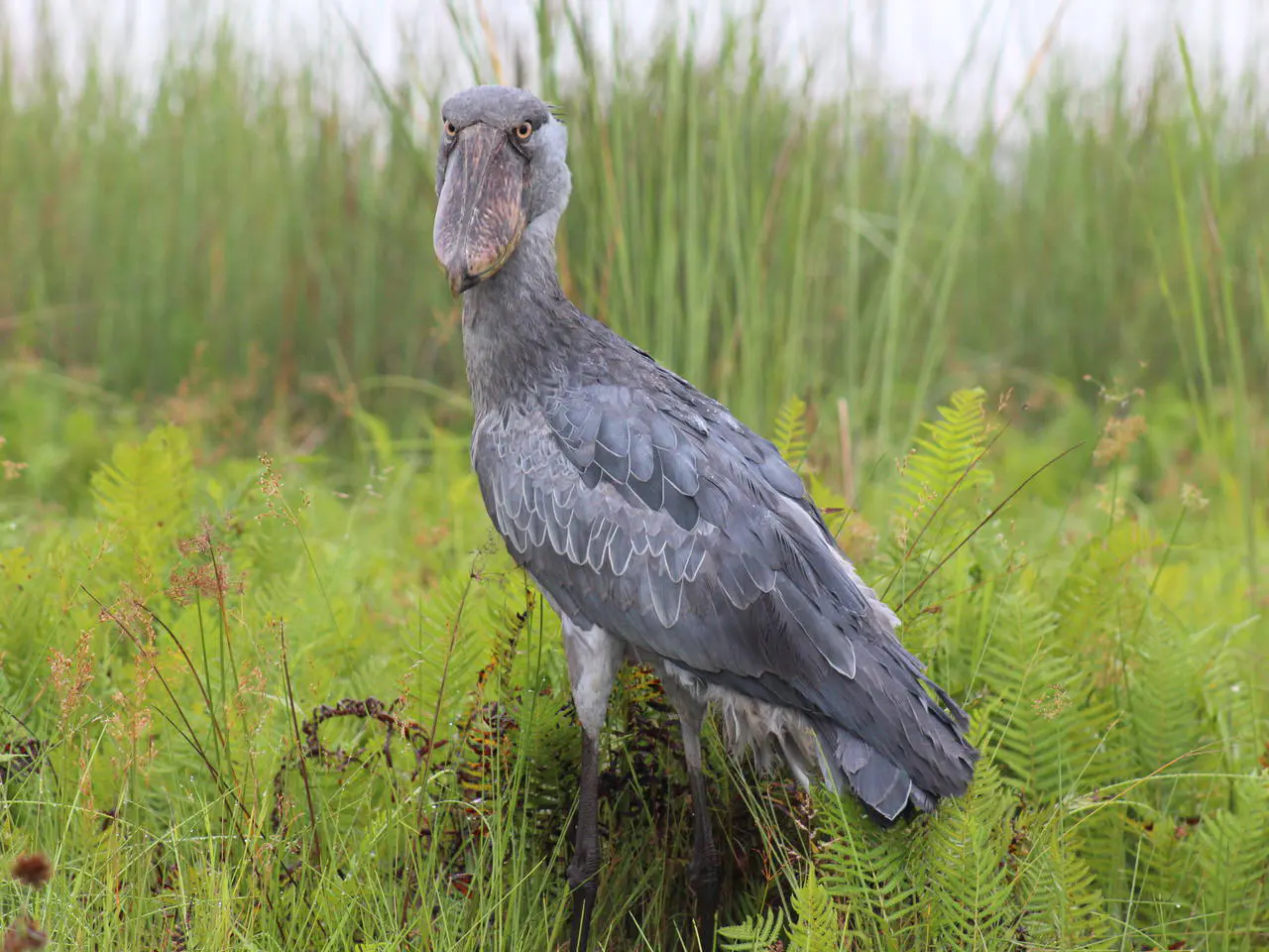 Vogellijst Oeganda - Go Africa