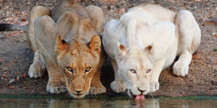 Witte Leeuwen van Timbavati Game Reserve