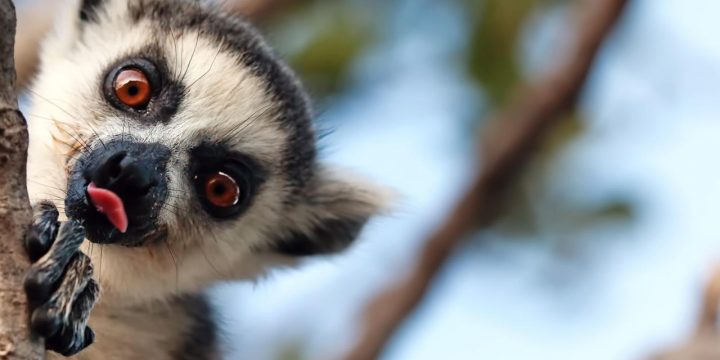 Madagascar schaft quarantaine plicht af!