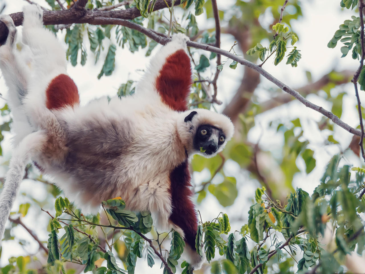 Lemuren kijken in Madagascar