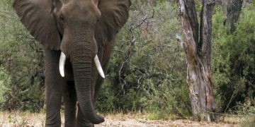 Maputo Elephant Reserve