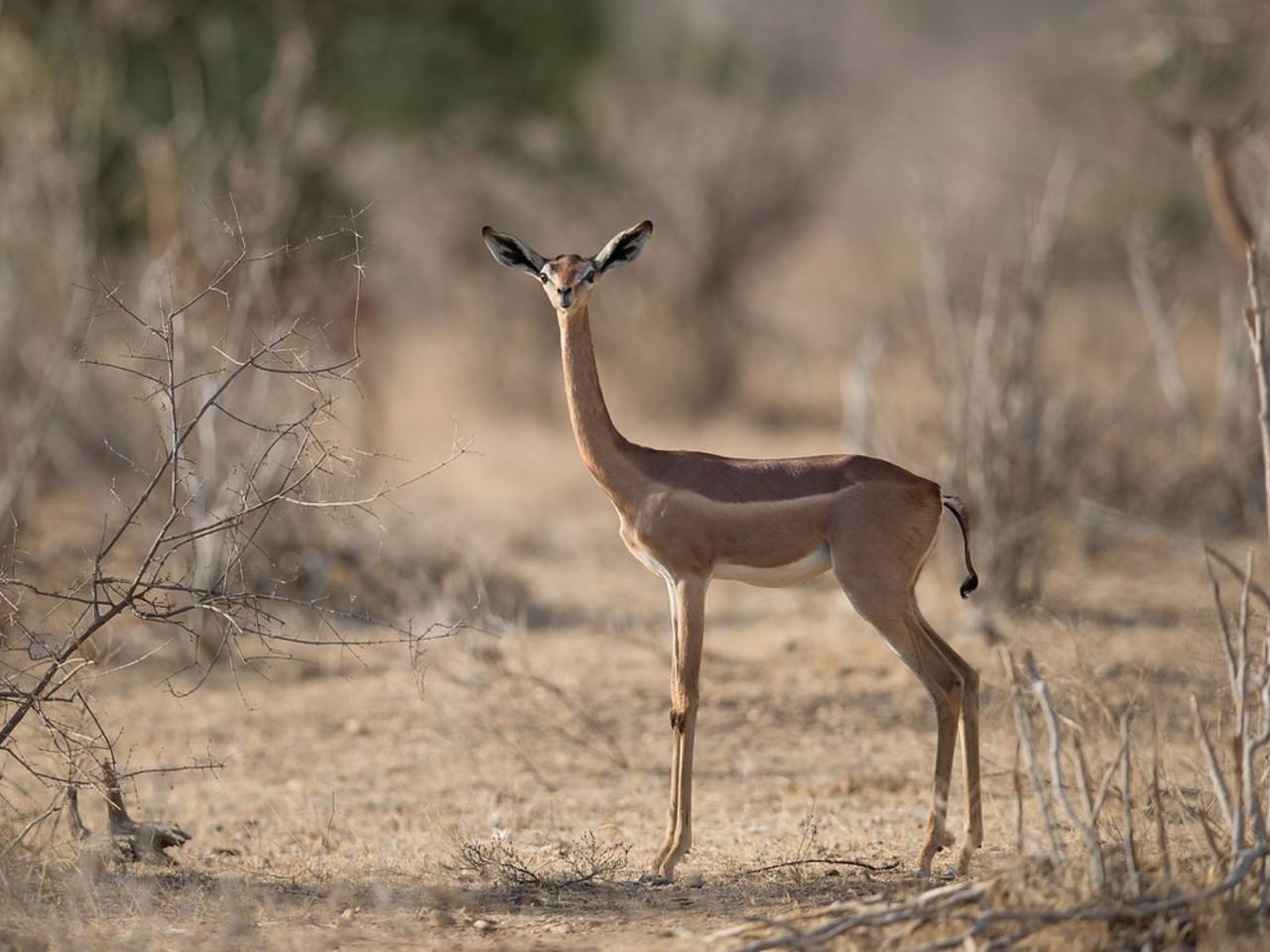 bijzondere Gerenoek gazelle met lange nek