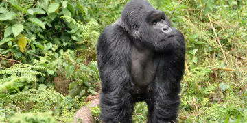 Kennismaking met Oeganda rondreis met gids