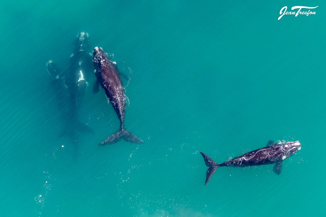 mannetjes walvissen op zoek naar een vrouwtje