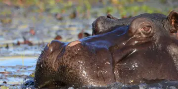 Fly In natuurreis Zuid-Afrika met Big 5 safari en Wetland tours