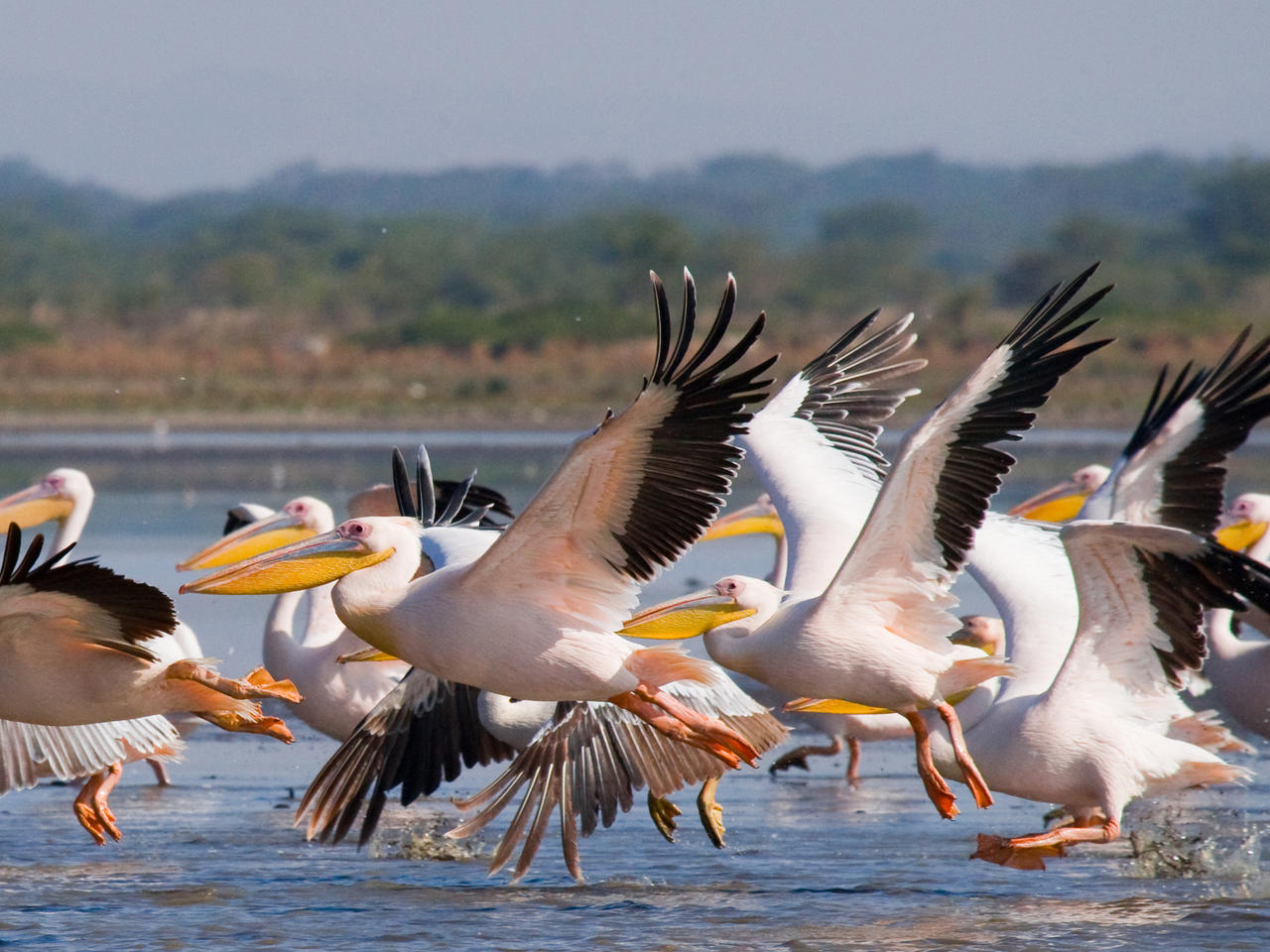 pelikanen in Lake Nakuru