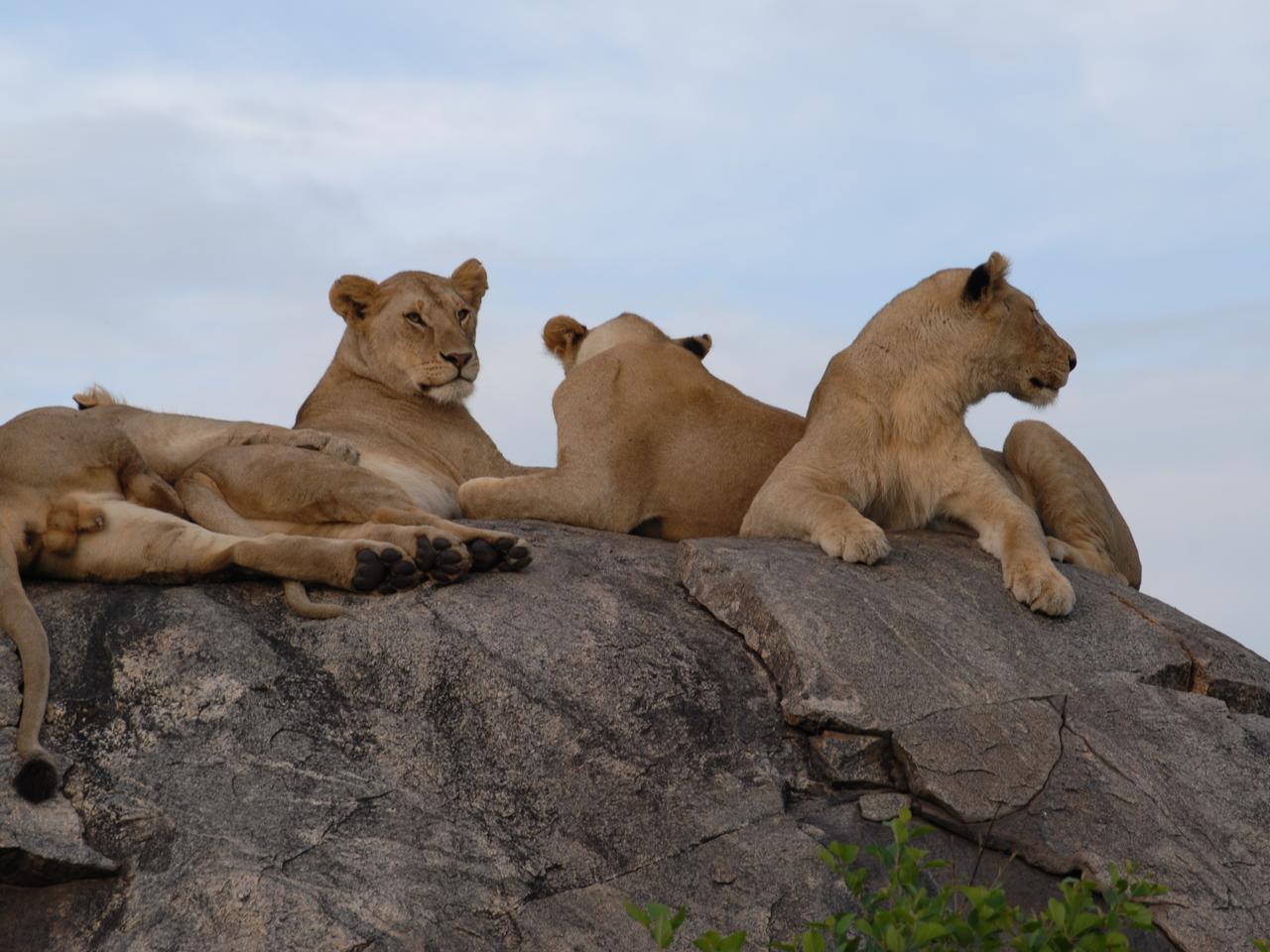 Serengeti leeuwen