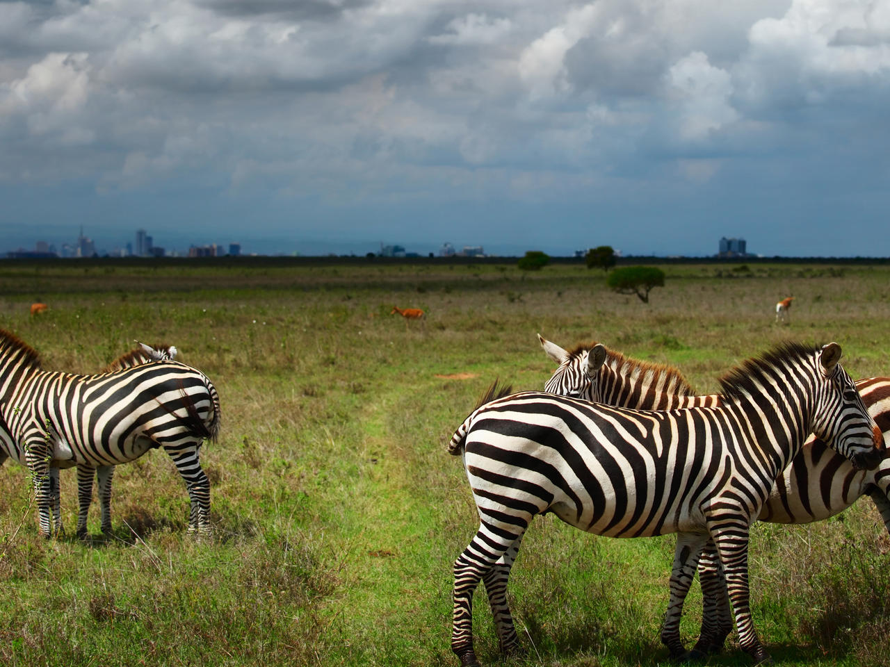 gezien vanuit Nairobi National Park