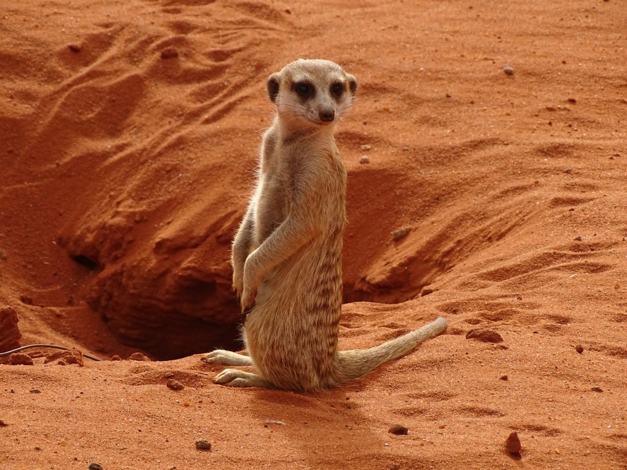 Stokstaartjes in de Kalahari Namib
