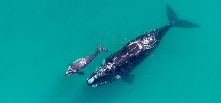 Veel walvissen in Zuid-Afrika dit jaar