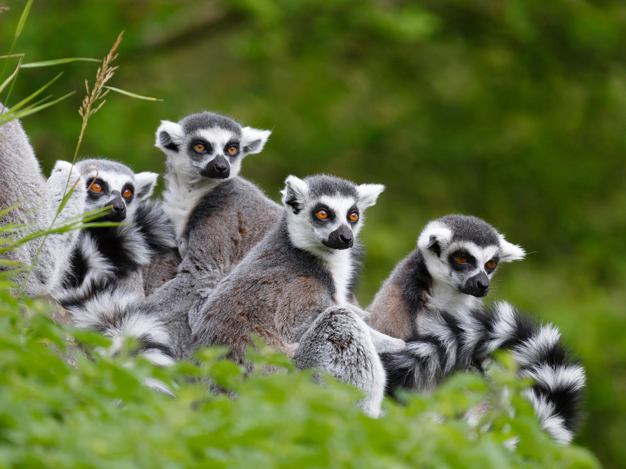 de koning van de lemuren op Madagascar