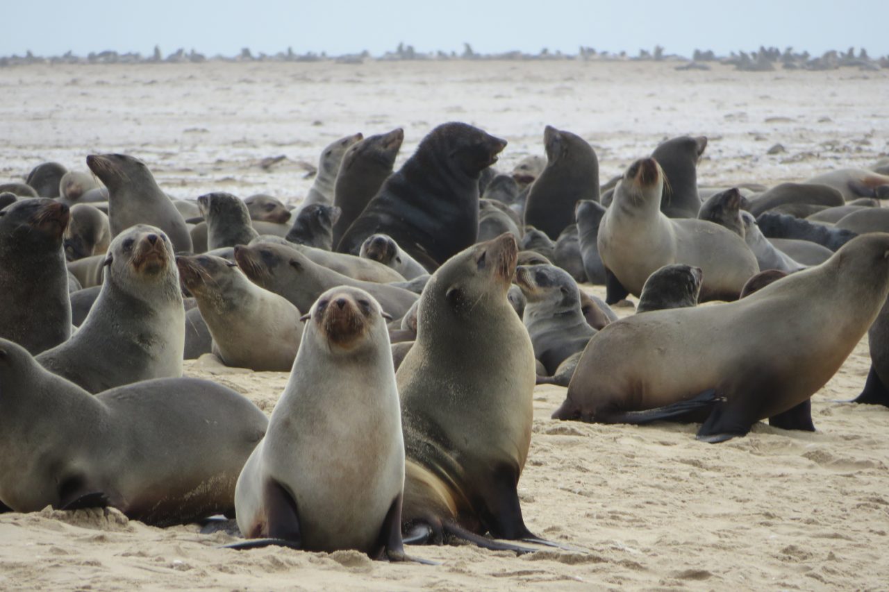 Swakopmund zeeleeuwen op het strand