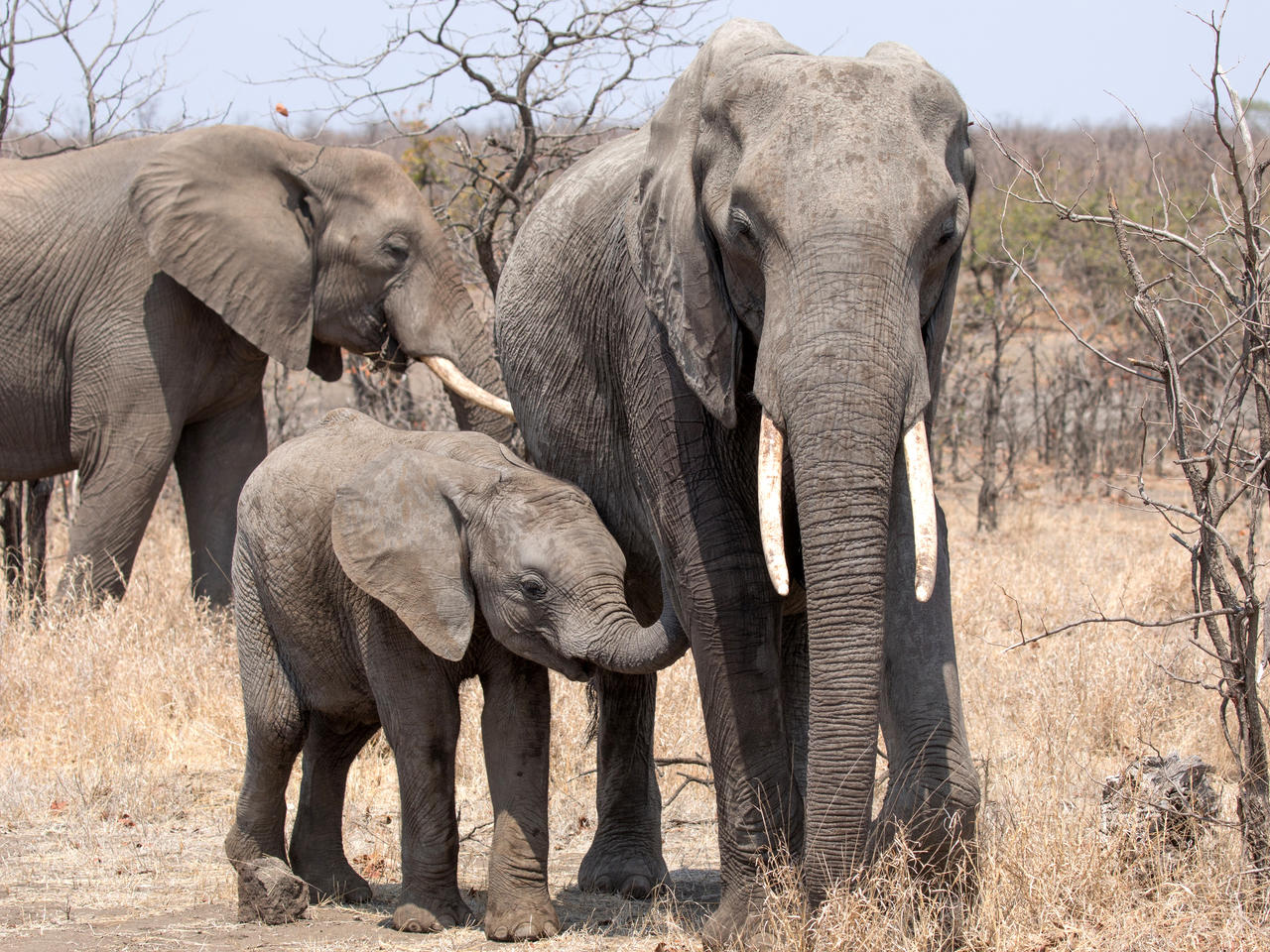 olifanten in Kruger