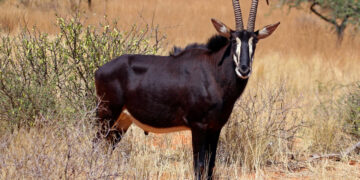 Shimba Hills National Reserve
